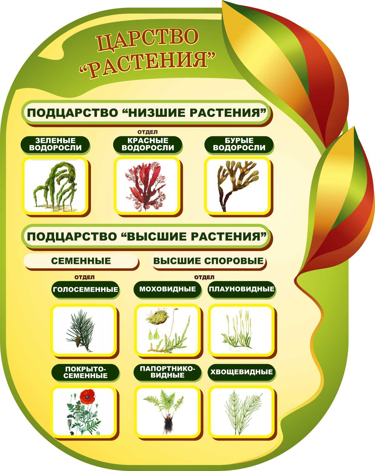 Царство Растения в Бугульме